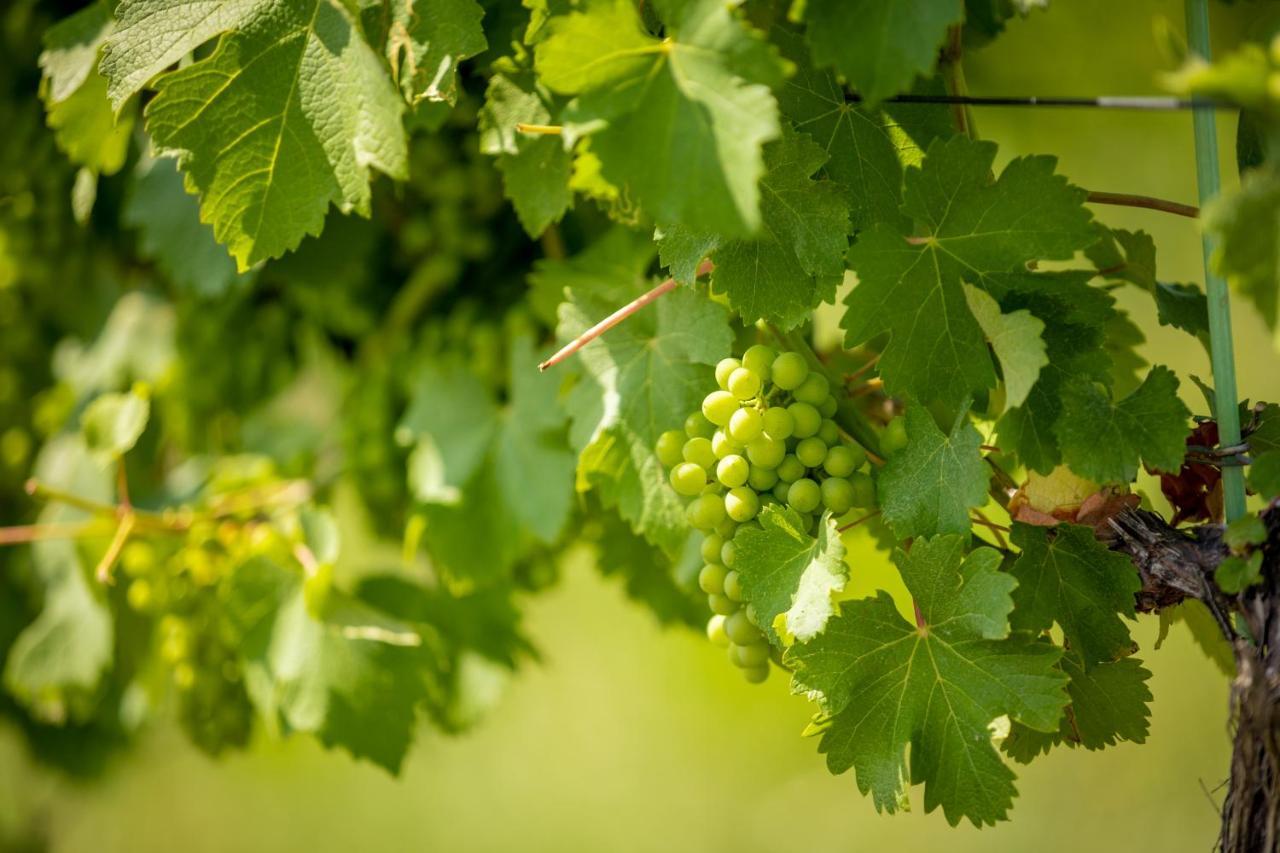 Weingut-Gaestehaus Birnstingl Homestay *